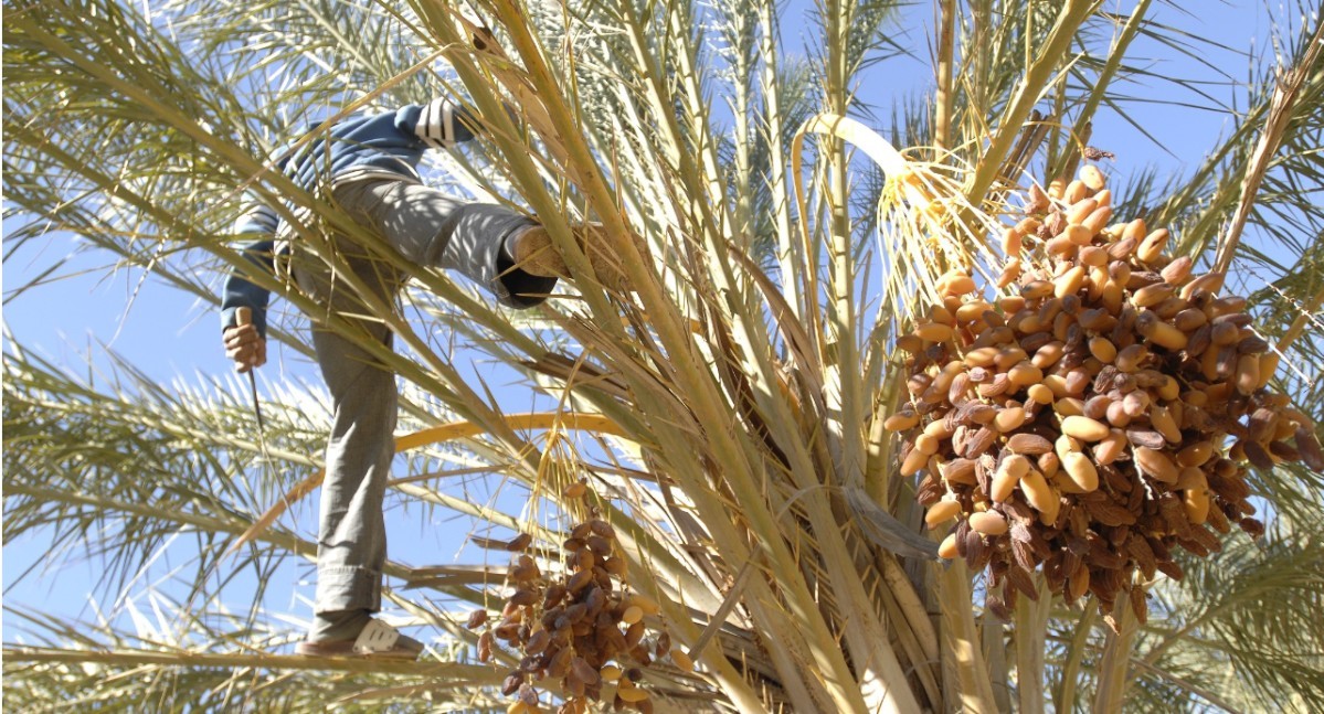 Foto_South_Organic_Gebane.JPG