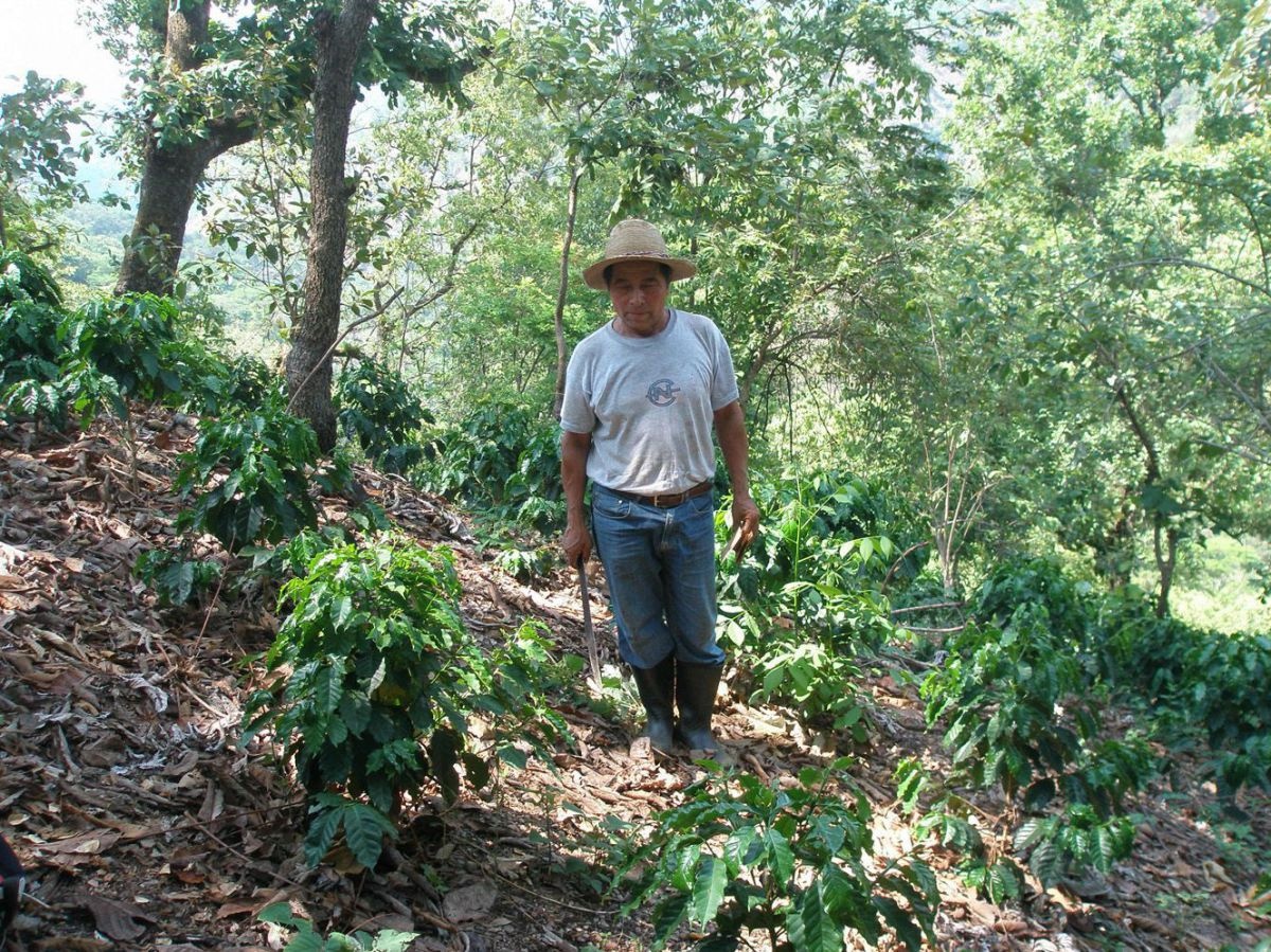guayab