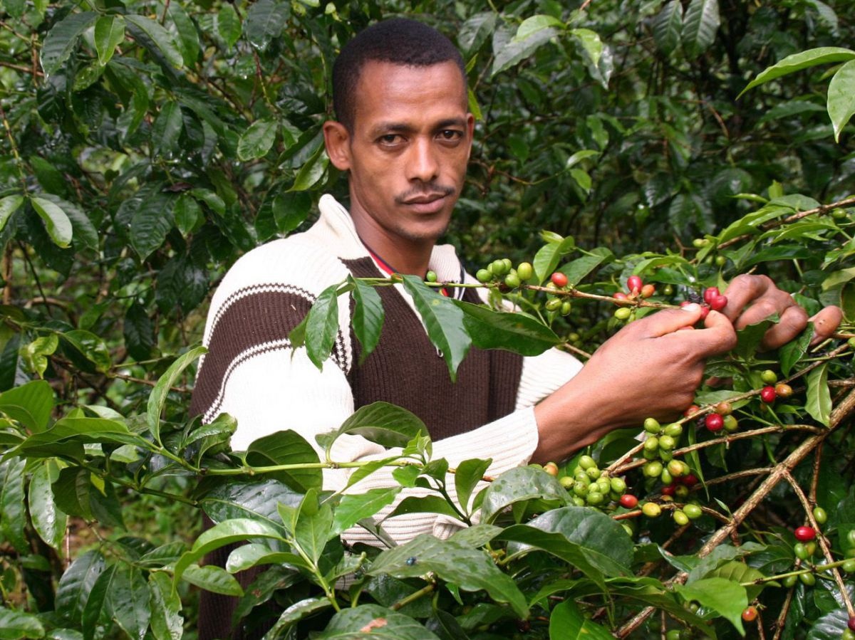 oromia3-bc