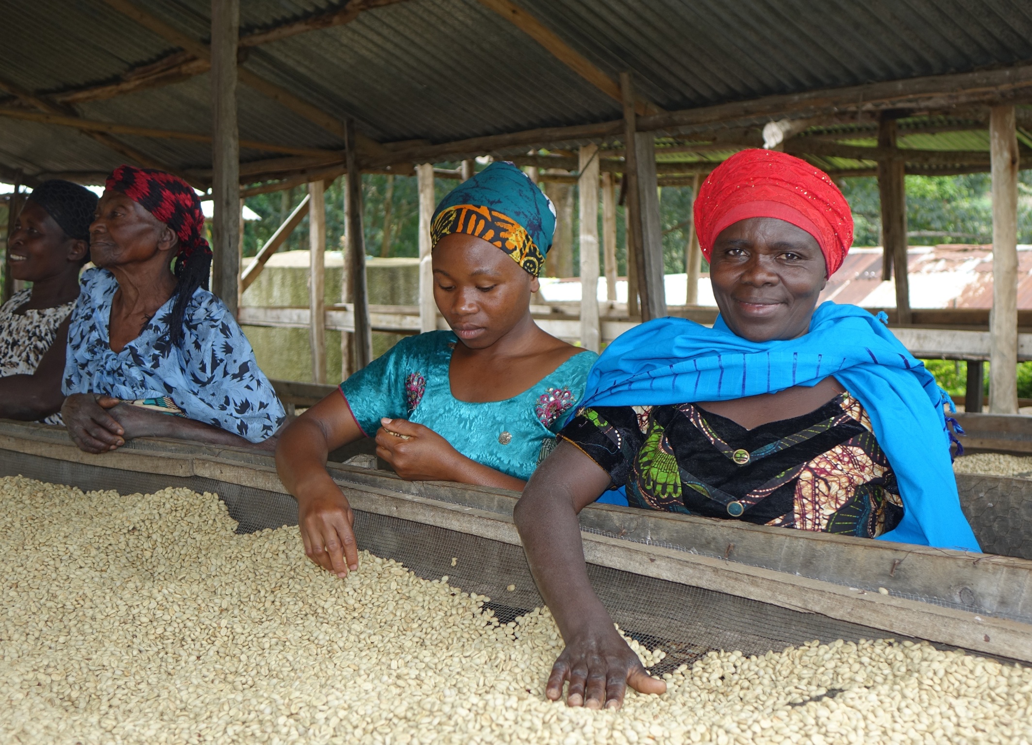 02_BOCU_uganda_kaffee-handverlesen