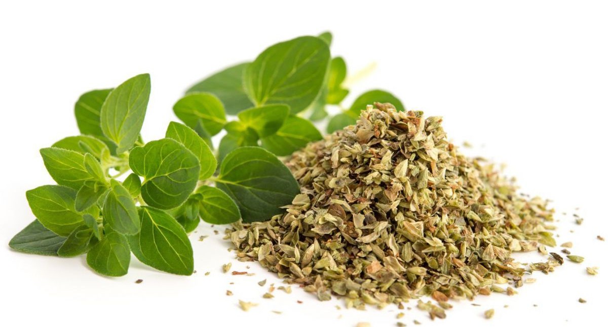 gewuerze-oregano