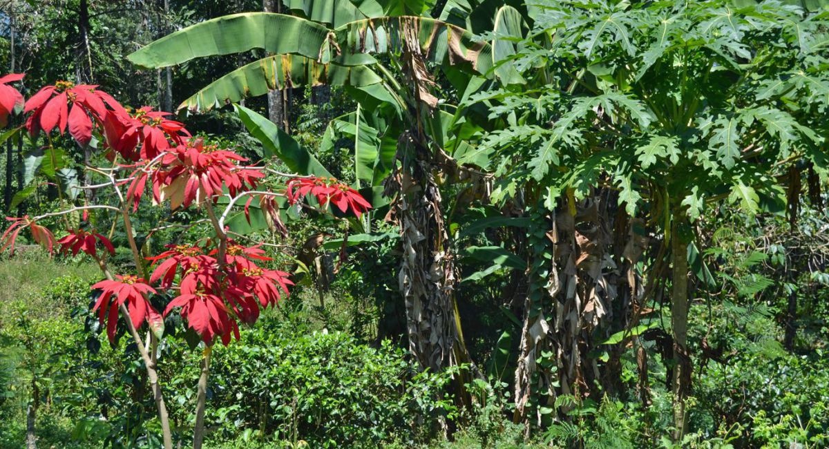 vegetation-podie