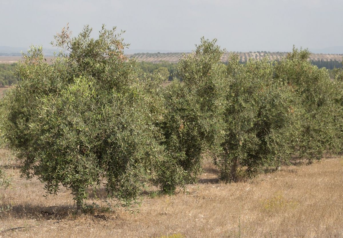 Olivienbäume in der Oasis Erezharodi