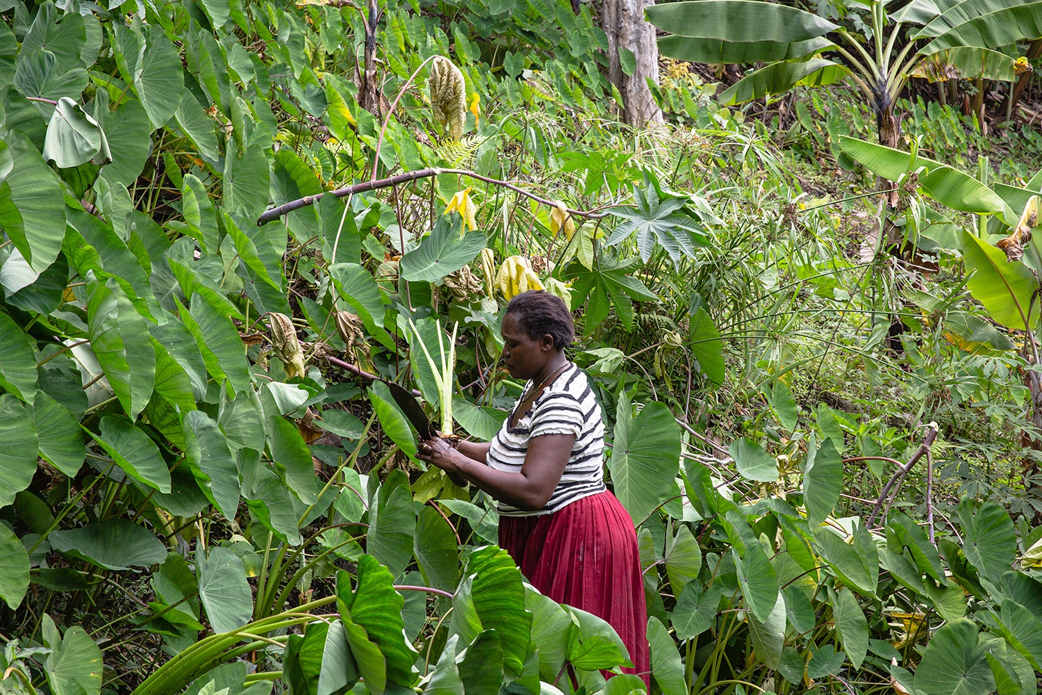 Nyamarwa Agnes, Kaffeebäuerin von BOCU