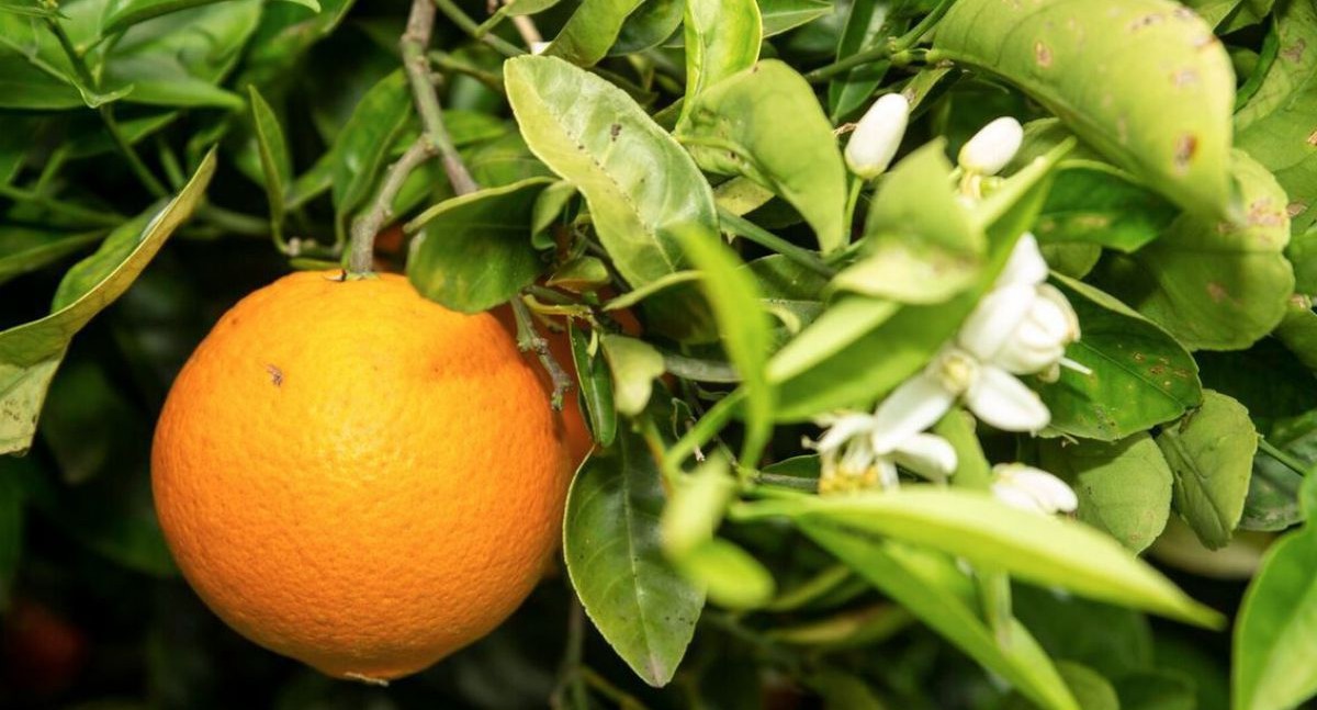 orangen