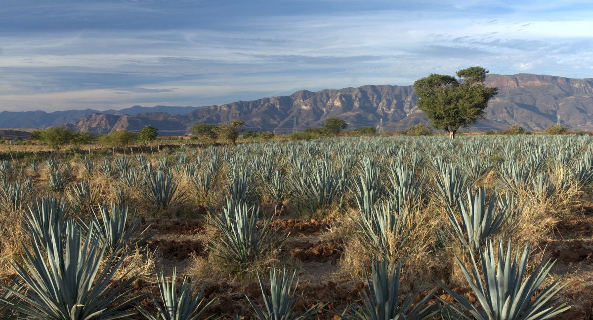 agave-gcd3f1b32a_1920