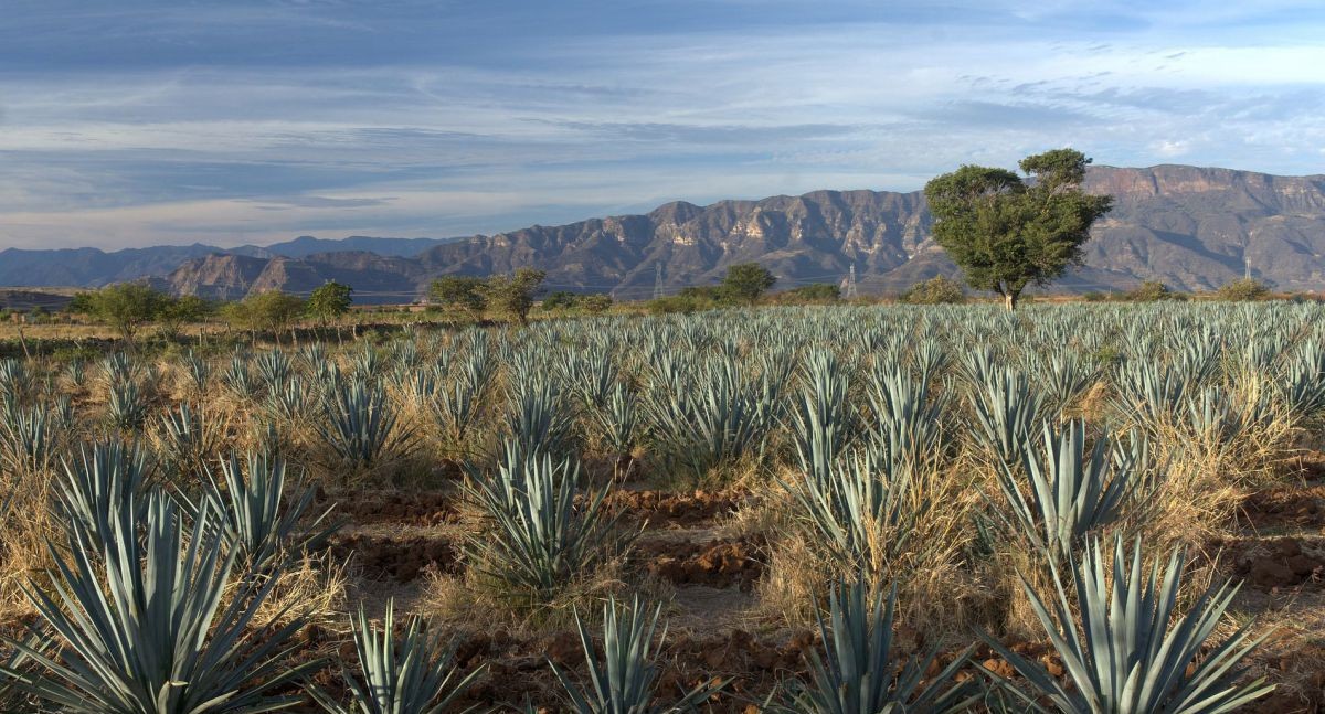 agave-gcd3f1b32a_1920