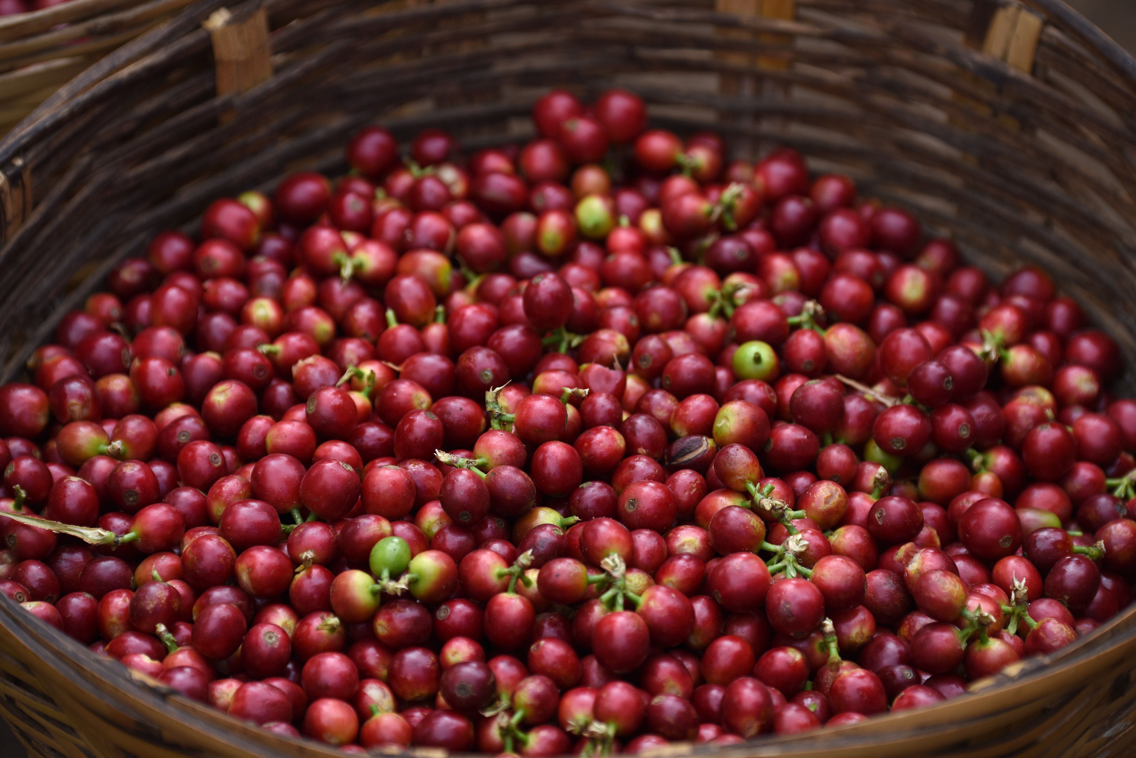 Kaffeekirschen im Korb