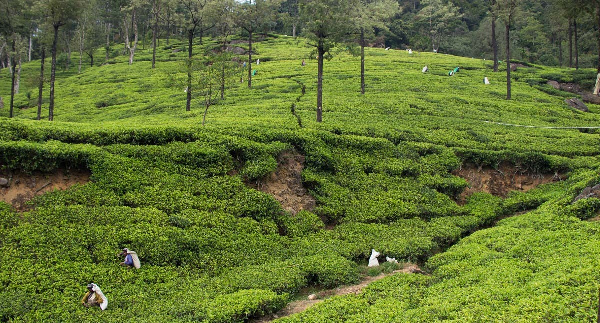 Anbau_von_Tee